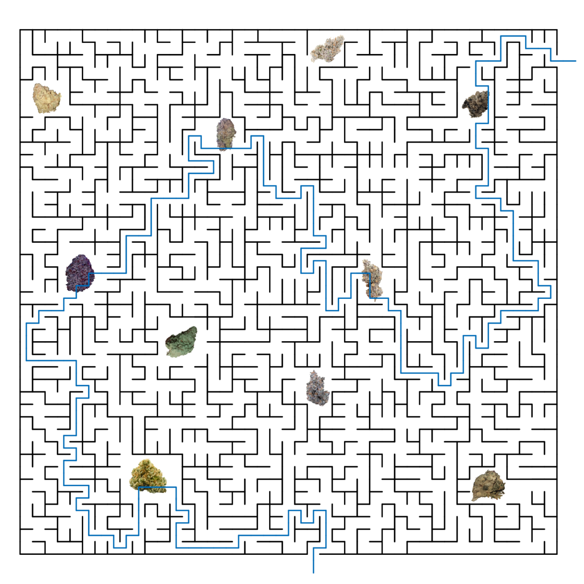 strain maze answer key graphical-01