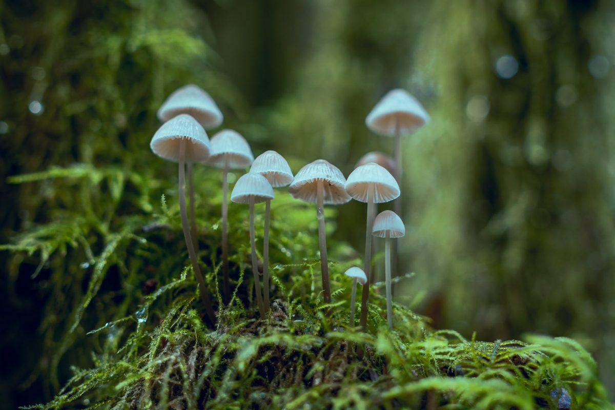 ‘Magic Mushrooms’ and drug decriminalization join forces to reconstruct Oregon justice system