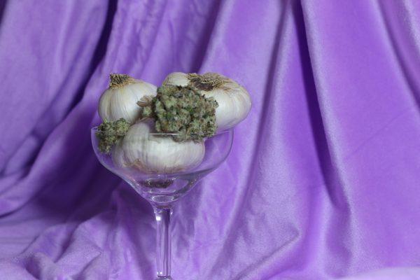 Navigation to Story: Strain Of The Month: Garlic Cocktail