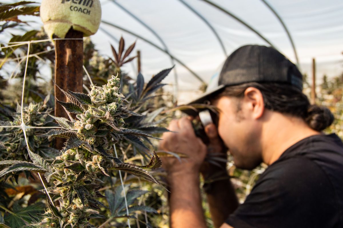 Harvest Season at The OG Plant